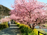 みなみの桜と菜の花まつり(2月17日開花情報…満開です！)