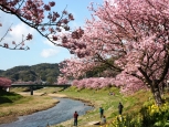 河津桜のイベント