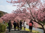 「第19回　みなみの桜と菜の花まつり」開花情報（2月24日更新）
