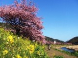 毎年恒例「第21回みなみの桜・夜桜見学付宿泊プラン」できました。