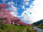 みなみの桜開花状況(2月10日更新)