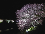 『みなみの桜と菜の花まつり』開花状況（見頃を迎えた？　2月18日更新）