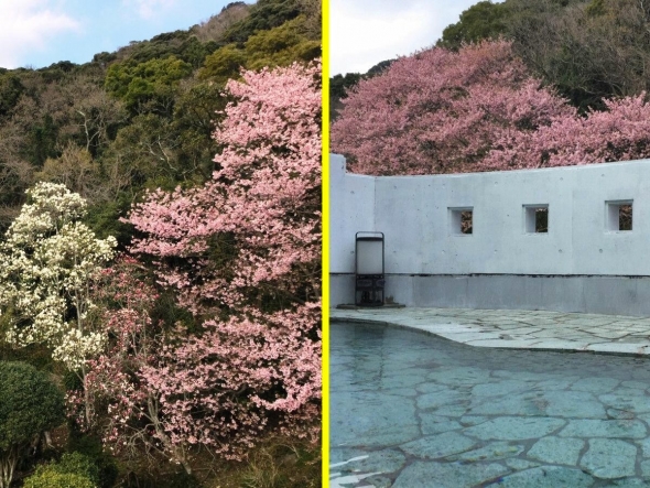 河津桜の次は