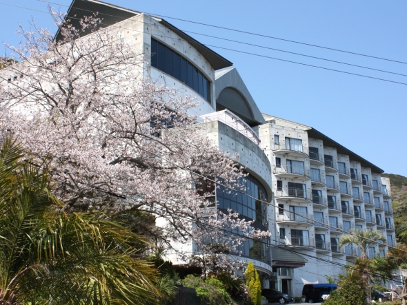 桜　満開です