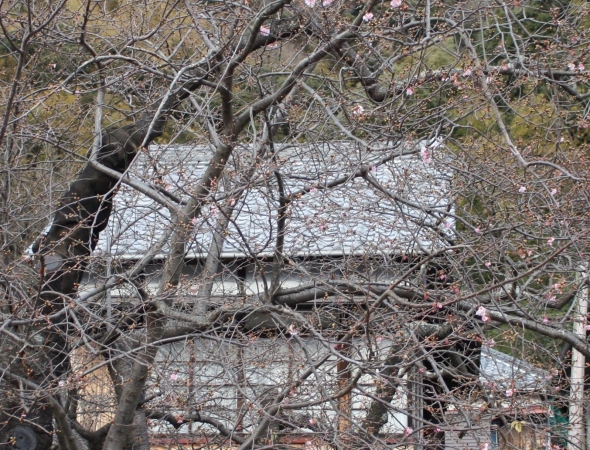 河津桜の写真を撮りました。