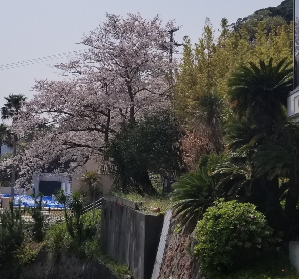 ベイクロシオの周りの桜が満開です。