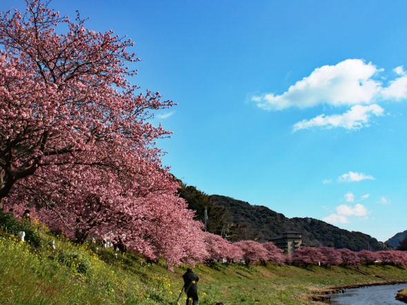 河津 桜 開花 状況