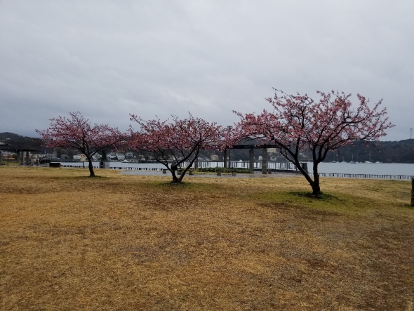 河津・南伊豆のさくら見頃です。