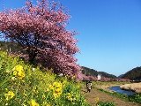 この時期イチオシ「第22回みなみの桜・夜桜見学付宿泊プラン」できました。