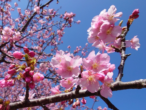 『みなみの桜と菜の花まつり』開花状況 (2/10更新)