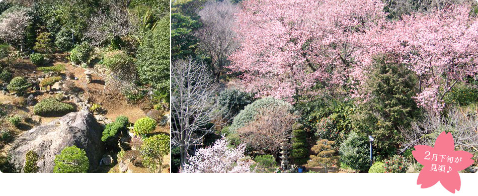 日本庭園で四季折々の草花をお楽しみいただけます。2月下旬頃には庭園風呂から桜もご覧いだだけます！